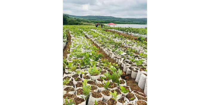 江西质量美国薄壳山核桃树苗商家,美国薄壳山核桃树苗