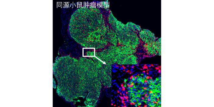 乙烯抗体芯片结构图指标筛选上海乐备实生物供应;上海乐备实生物技术 