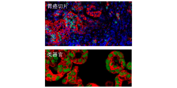 msd測定細(xì)胞多因子的原理,實驗服務(wù)