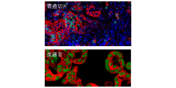 多色荧光免疫组化mihc 指标筛选 上海乐备实生物供应;
