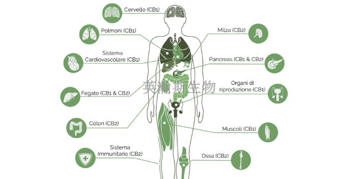 陕西比较好的药效学外包