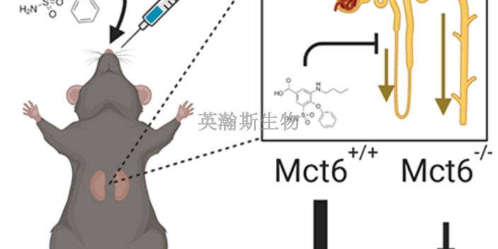 貴州個性化藥效學是什么