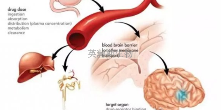 青海比较好的药效学评价