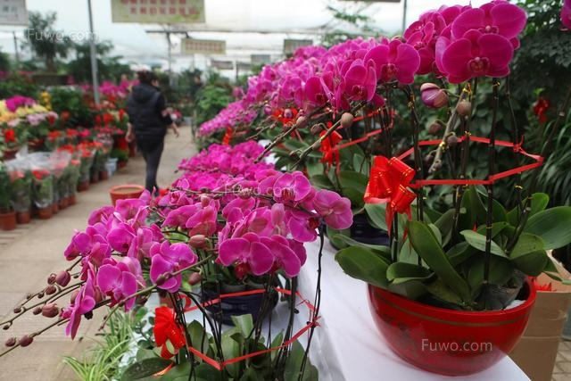 旅顺口区经济型花卉种植总产