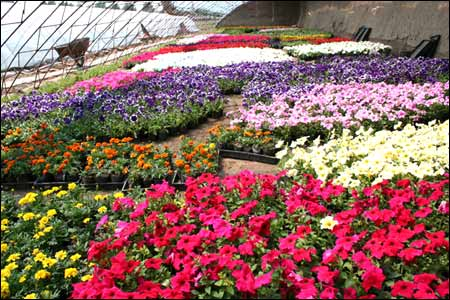 金州区转基因花卉种植厂家现货,花卉种植