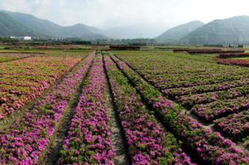 北京标准花卉种植二手价格