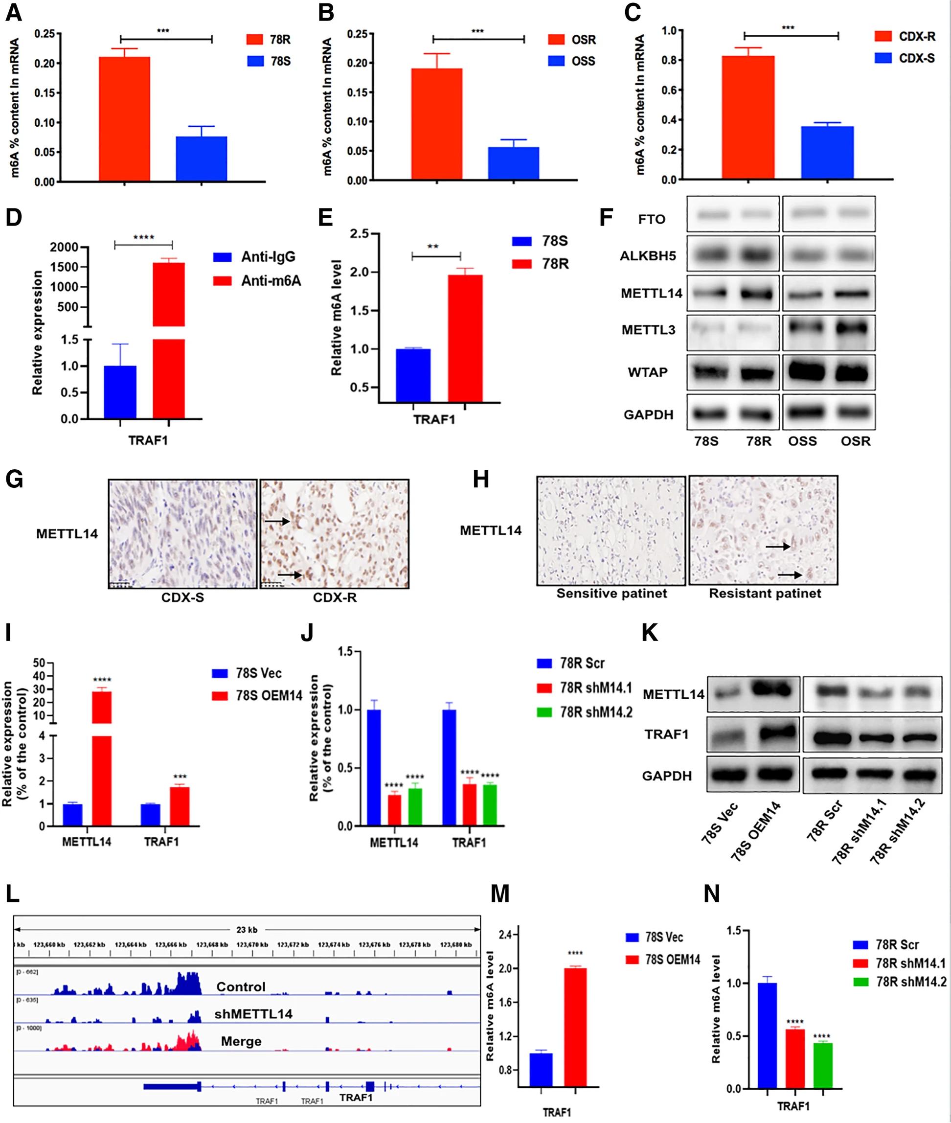 图5. TRAF1受m6A RNA甲基化调节