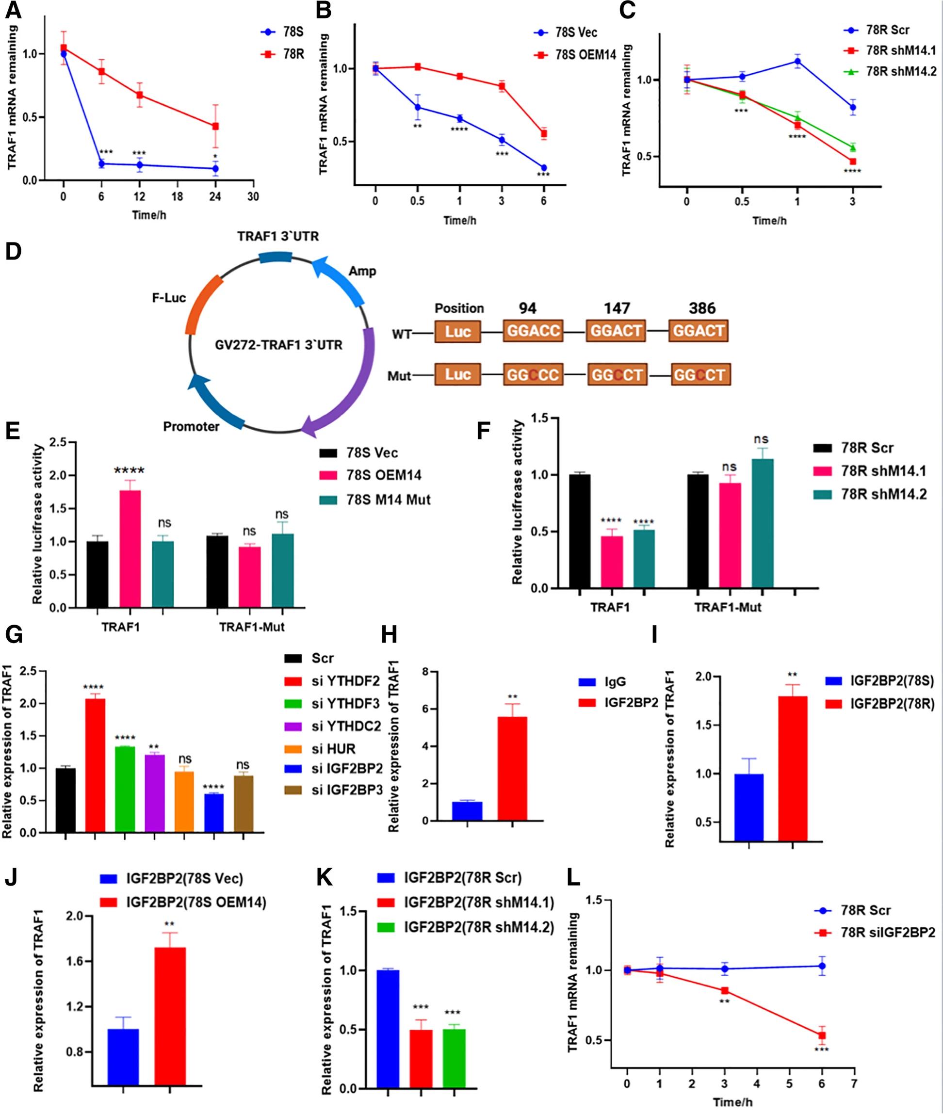 图6. METTL14 调节 TRAF1 的 mRNA 稳定性