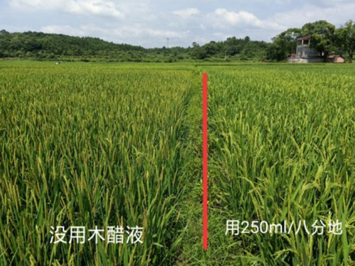 种植竹嵩薯用木醋液哪个厂家好 江西金糠新材料生产基地供应