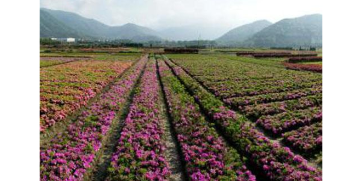 河西区品质花卉种植维修电话,花卉种植