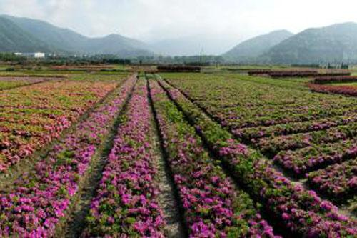 昌平区多层花卉种植收购价格,花卉种植