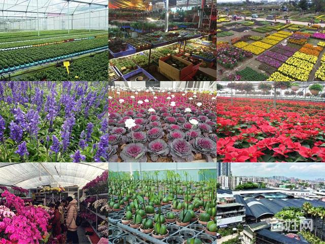 宝坻区防水花卉种植收购价格