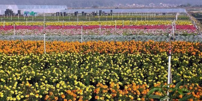 河东区什么是花卉种植成本,花卉种植