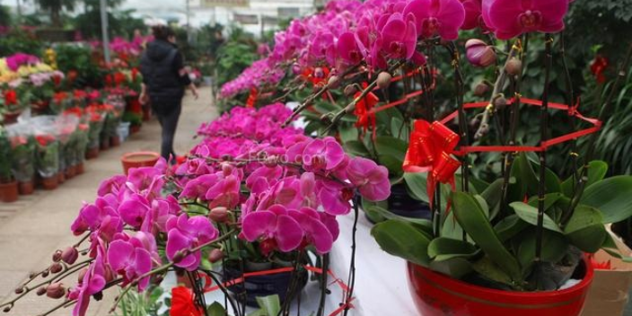 河西区品质花卉种植维修电话,花卉种植