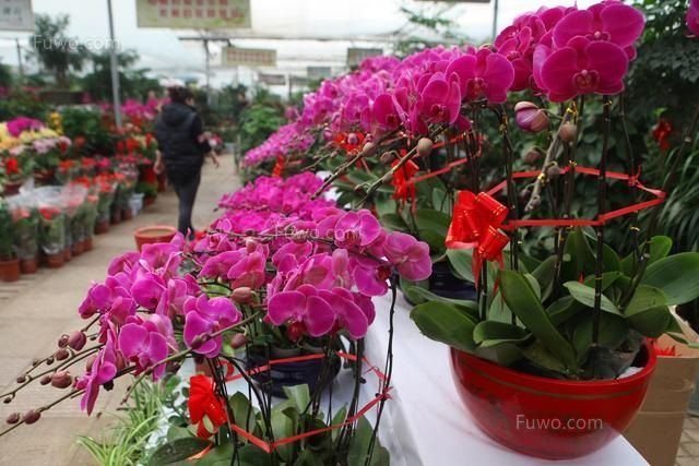 昌平區(qū)多層花卉種植制品價格