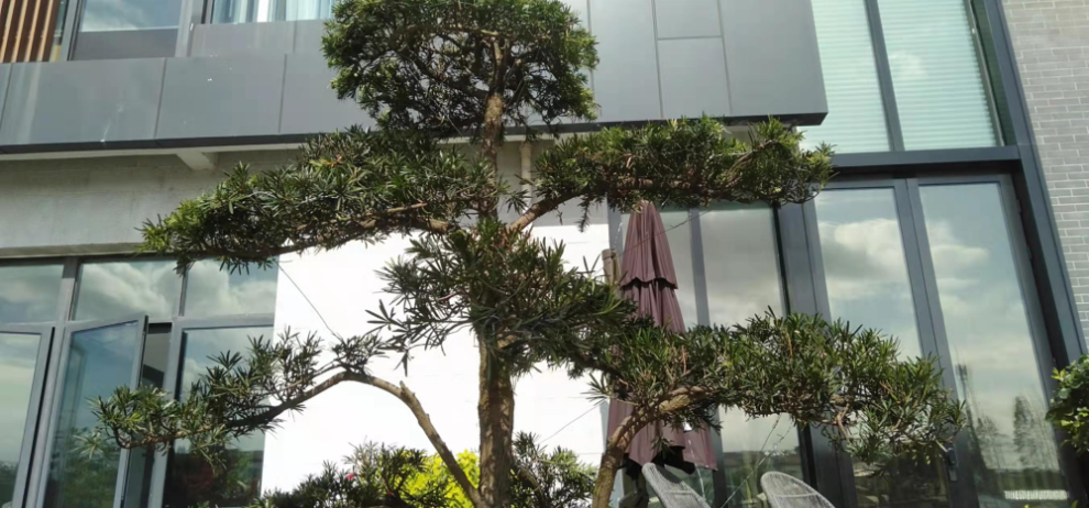 红叶石楠球价格2米