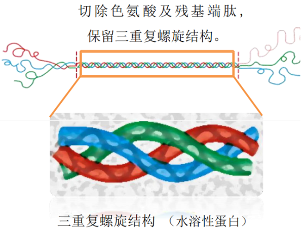 類人膠原蛋白