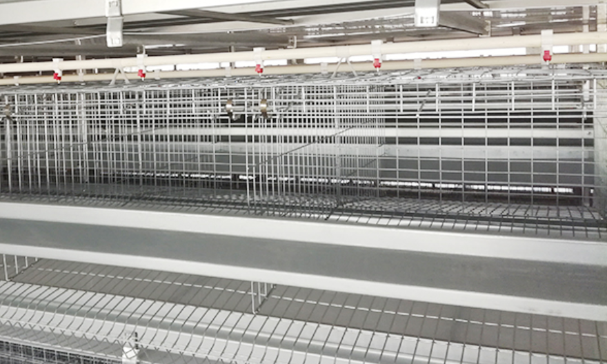 鹤壁一万只自动化养鸡厂家 河南小龙人农牧机械设备供应;