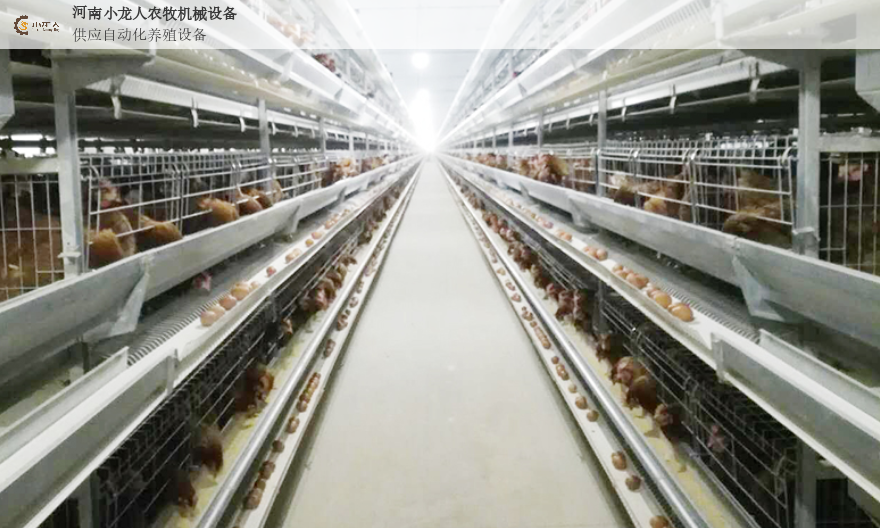 商丘大型自动化养鸡设备生产厂家 河南小龙人农牧机械设备供应