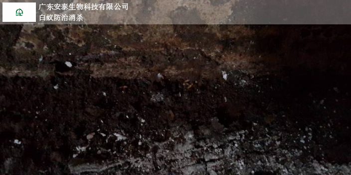 潮州古建筑白蚁检测