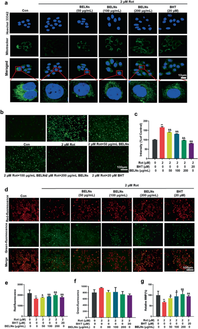 2细胞中,belns以剂量依赖的方式显著增加线粒体的含量并抑制ros的产生