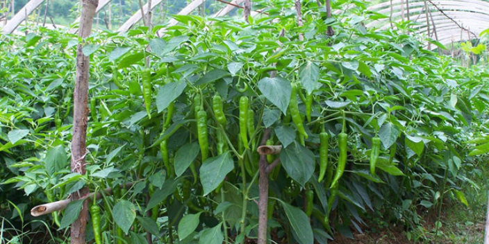 威海反季蔬菜种植合作,蔬菜种植