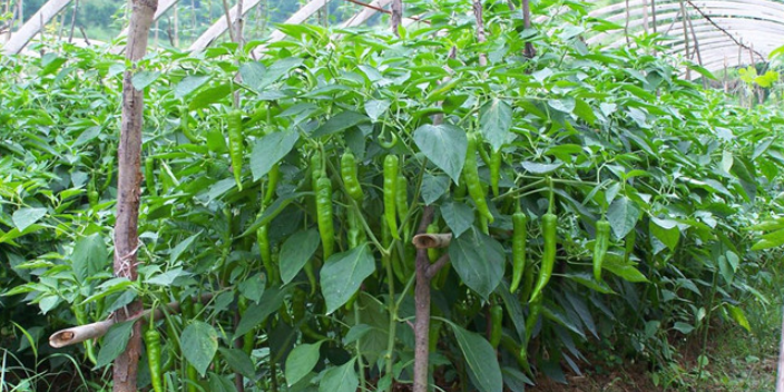 东营农材蔬菜种植基地,蔬菜种植