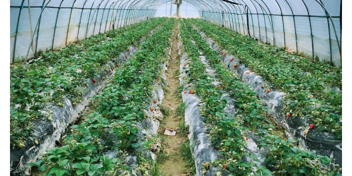 潍坊大规模蔬菜种植基地