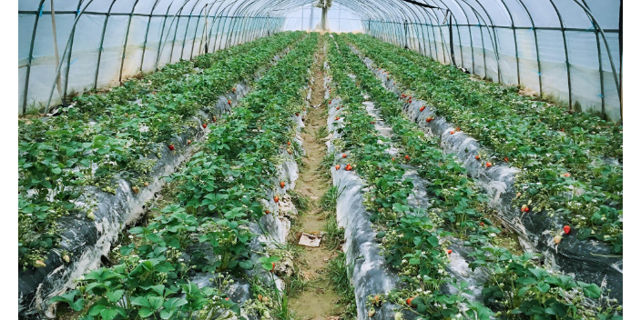 淄博反季蔬菜种植基地,蔬菜种植