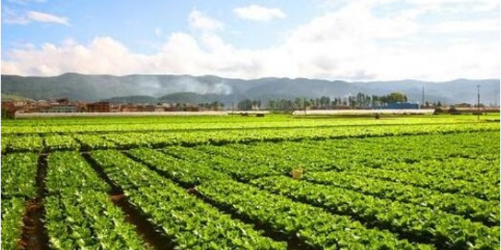 济南有机蔬菜种植过程,蔬菜种植