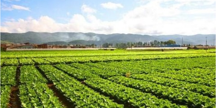 山东无土蔬菜种植步骤,蔬菜种植