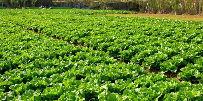 济南有机蔬菜种植管理,蔬菜种植