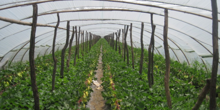 东营农材蔬菜种植基地