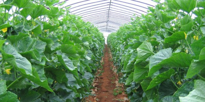 威海绿色蔬菜种植过程,蔬菜种植