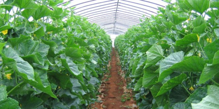 东营农材蔬菜种植基地,蔬菜种植