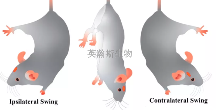 河北推薦的臨床前動物實驗哪家好