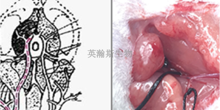 北京值得信赖临床前动物实验外包