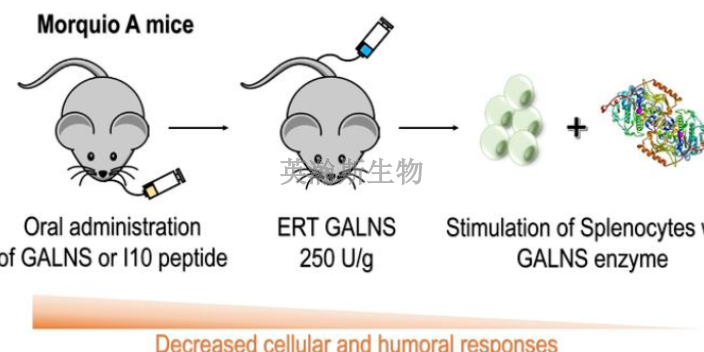 山东靠谱临床前动物实验哪家好,临床前动物实验