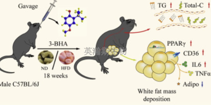 黑龙江值得信赖临床前动物实验研究