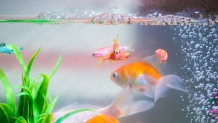 中山市華盟農業科技有限公司