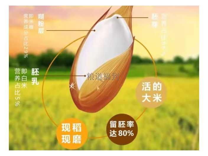 广东活性胚芽米发展