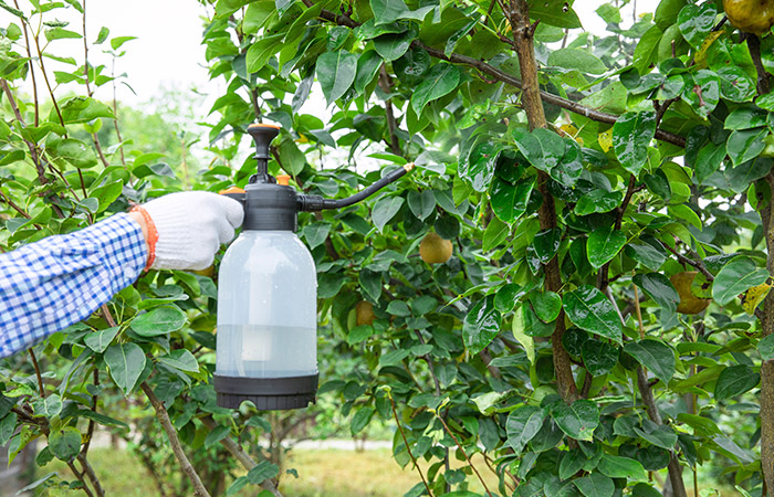 果树冬剪结束后及时喷药