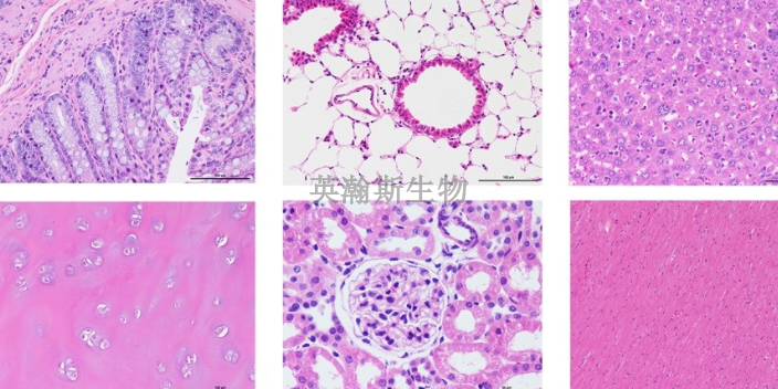 云南值得信赖的HE染色检测