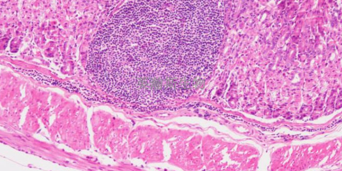 甘肃性价比高的HE染色分析