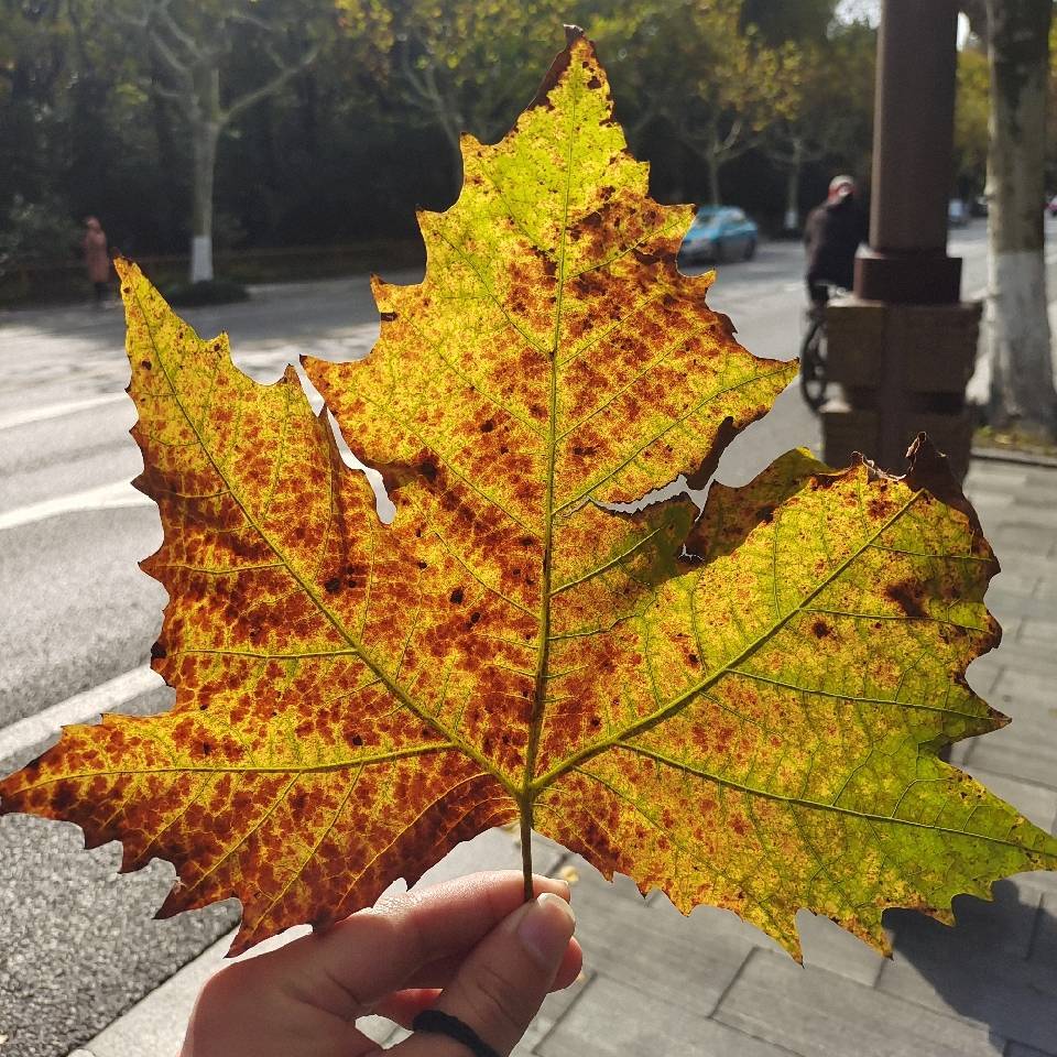 上海生鮮配送：方便快捷的新選擇