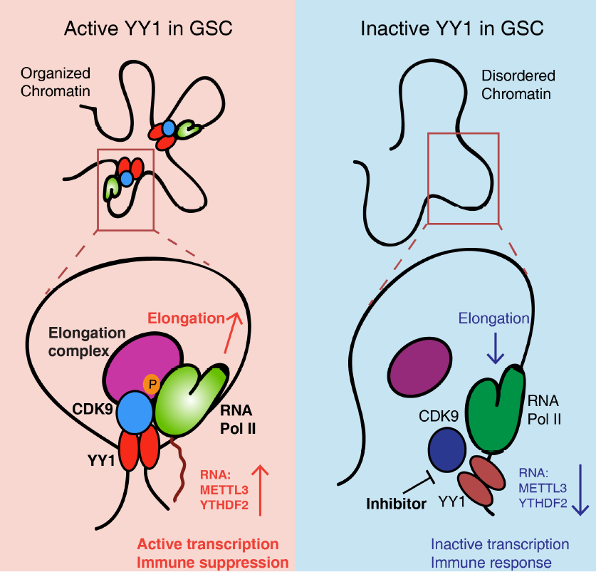 图例：YY1-CDK9复合物通过调节RNA 聚合酶 II介导的转录延伸和RNA m6A修饰