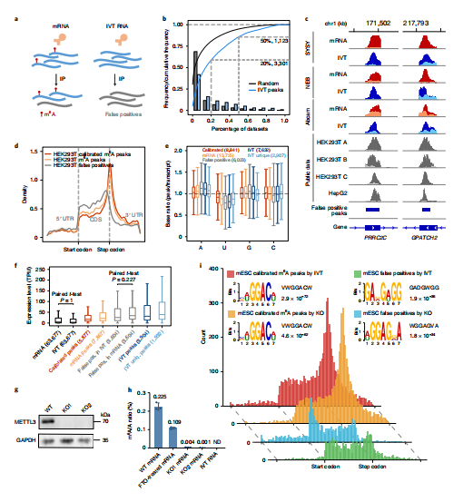 图例：IVT RNA文库校正MeRIP-seq/m6A-seq