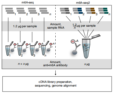 图例：m6A-seq与m6A-seq2实验方法的示意图比较