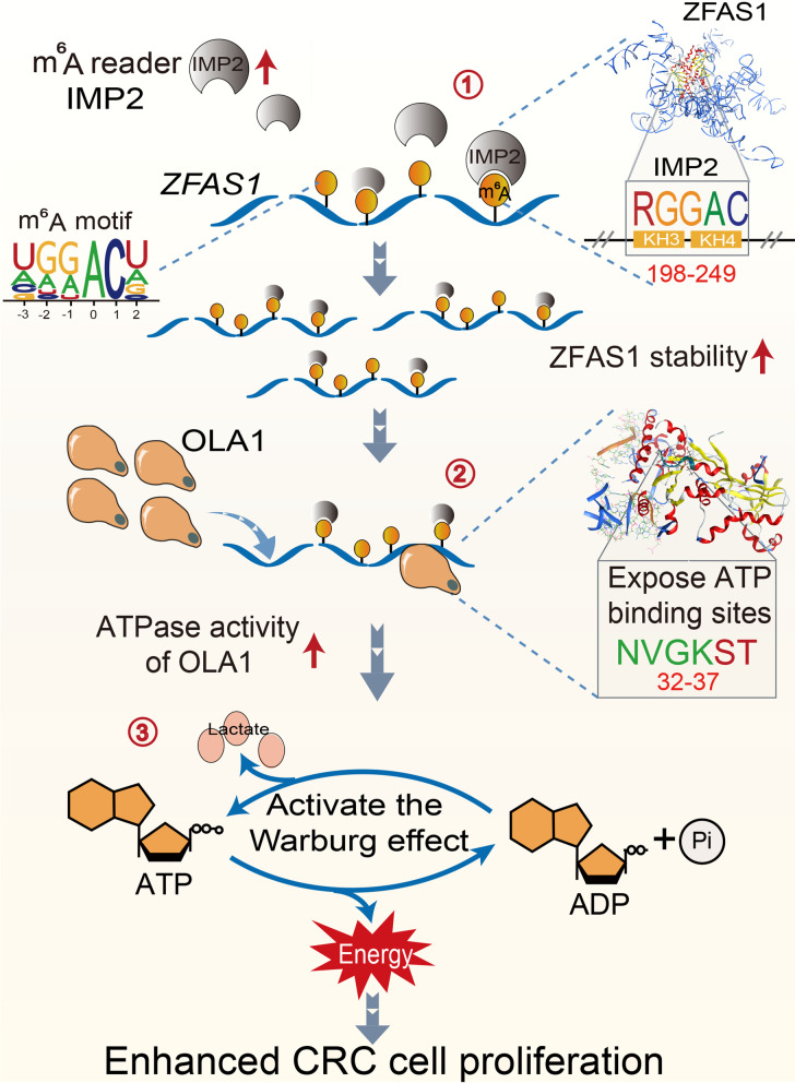 图例：IMP2稳定的ZFAS1通过促进OLA1的ATP酶活性来促进结直肠*进展
