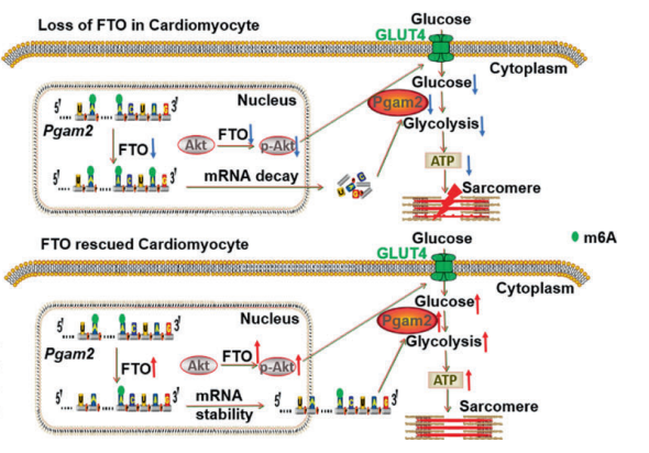 图例：FTO调节葡萄糖摄取和糖酵解的模型